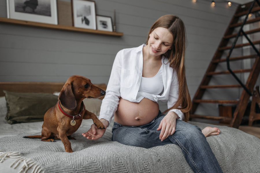 dog and pregnant woman