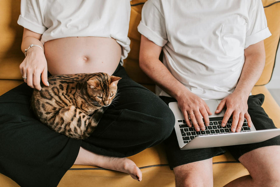 A couple sits on the couch with a laptop and cat